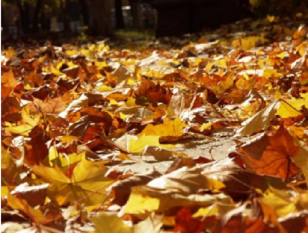 Опавшие листья