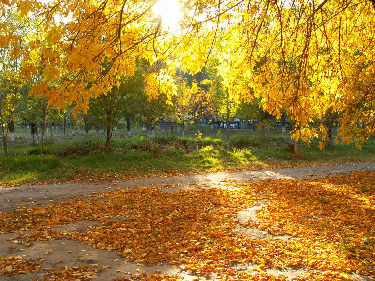 Осенний листопад в городе