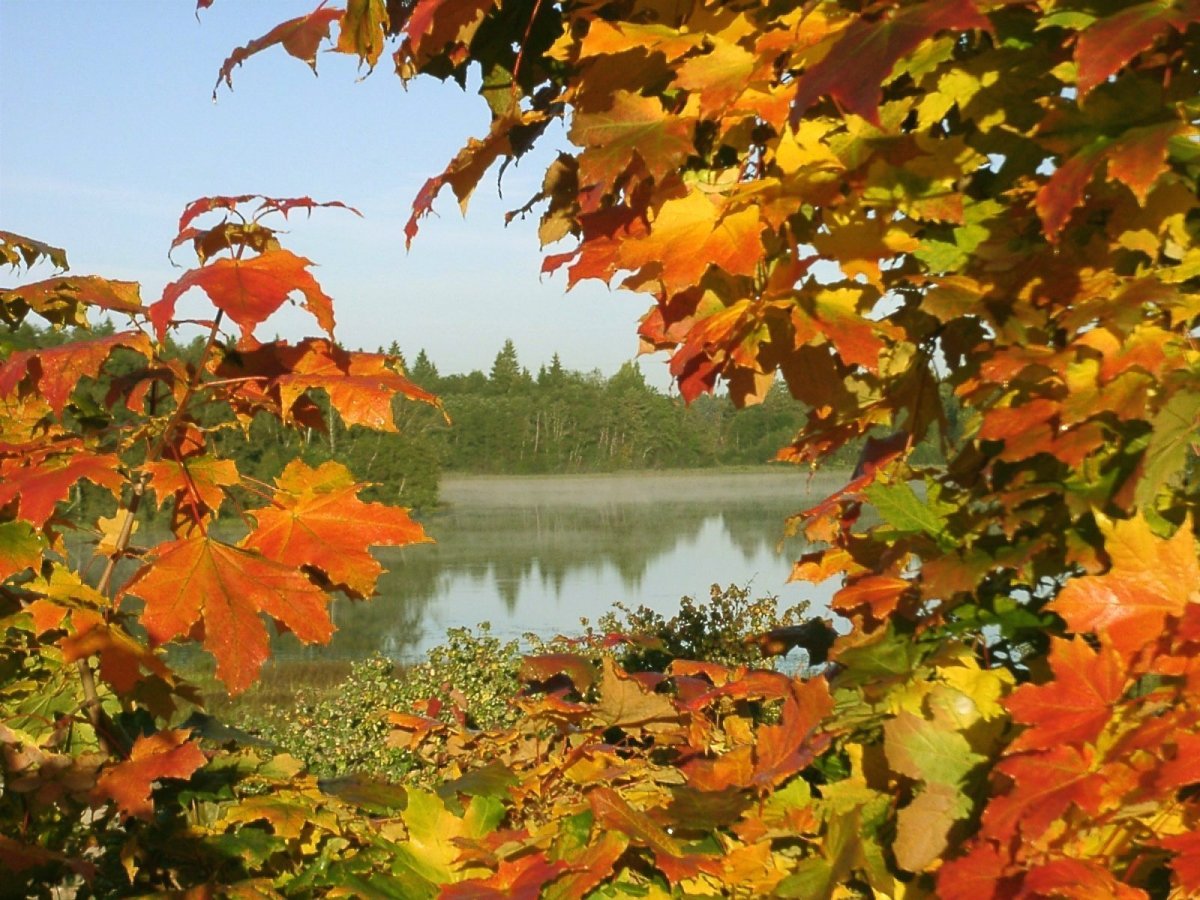 Кленовая роща осенью