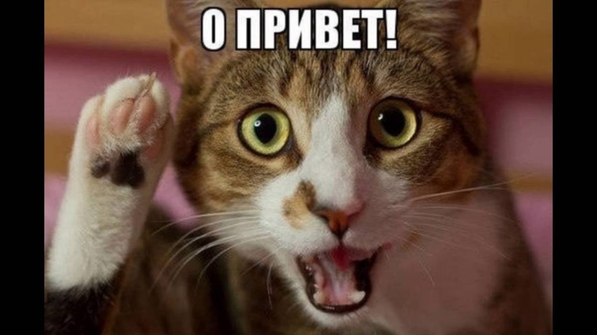 Ketnipz Стикеры