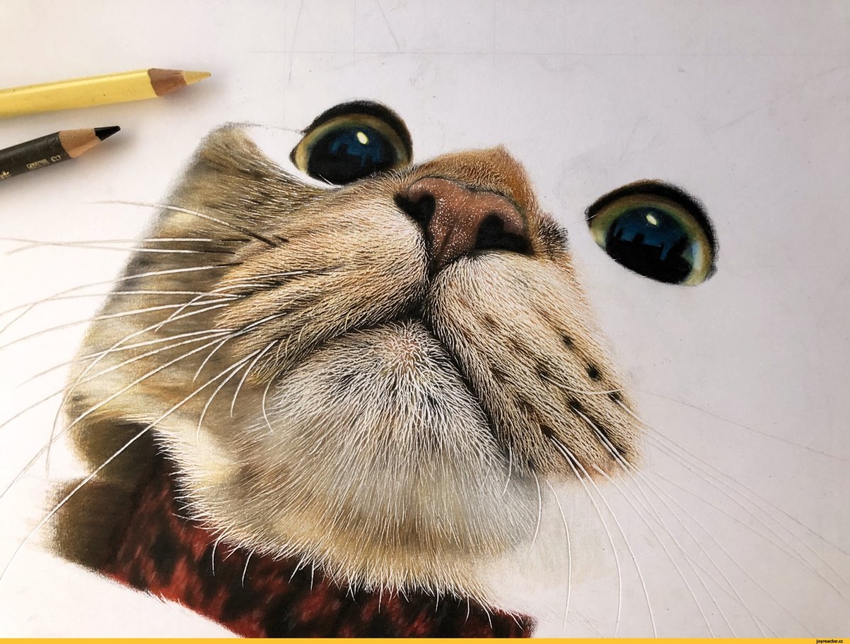 Рисунки веселых котов