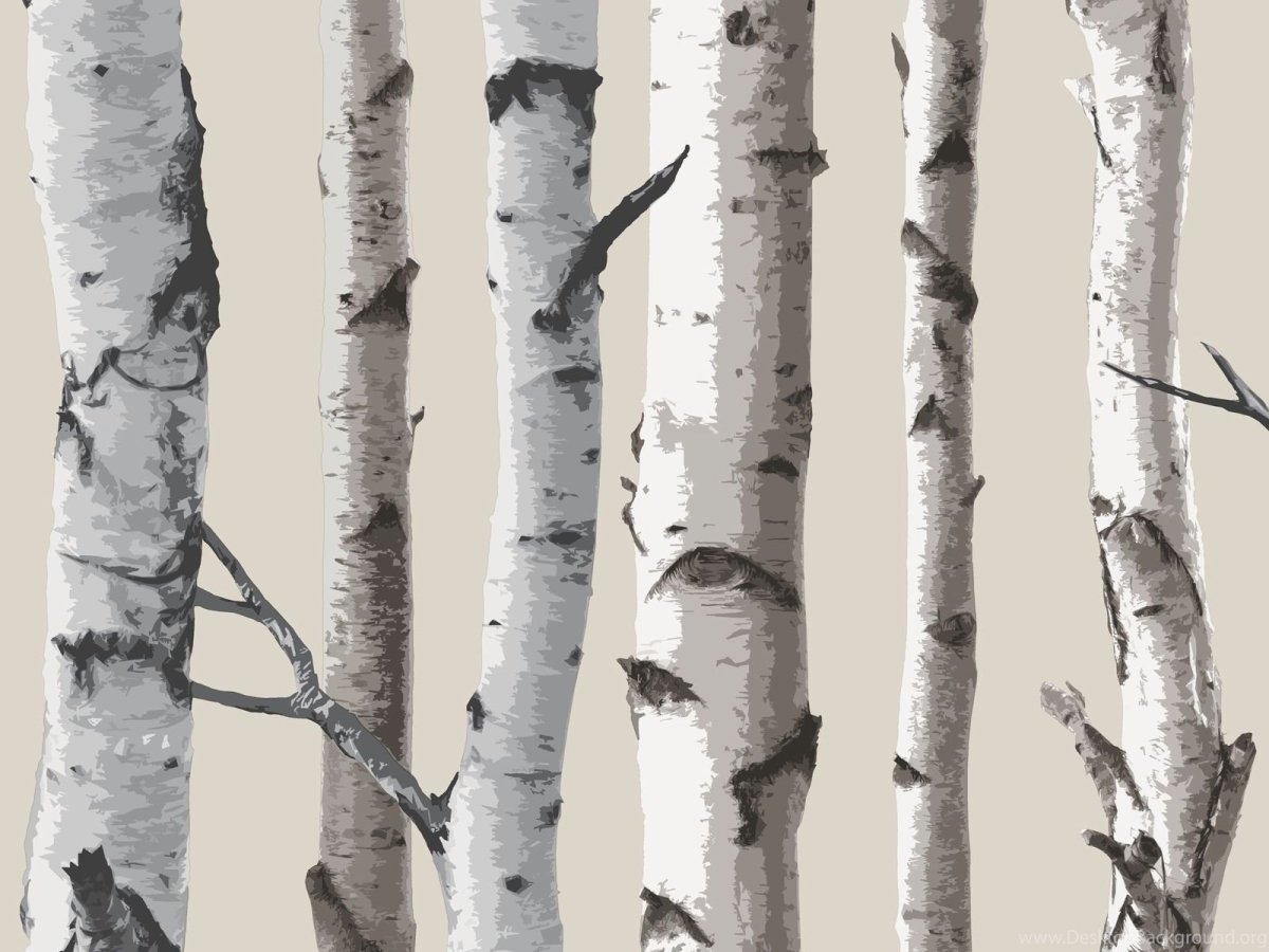 Silver Birch Ash