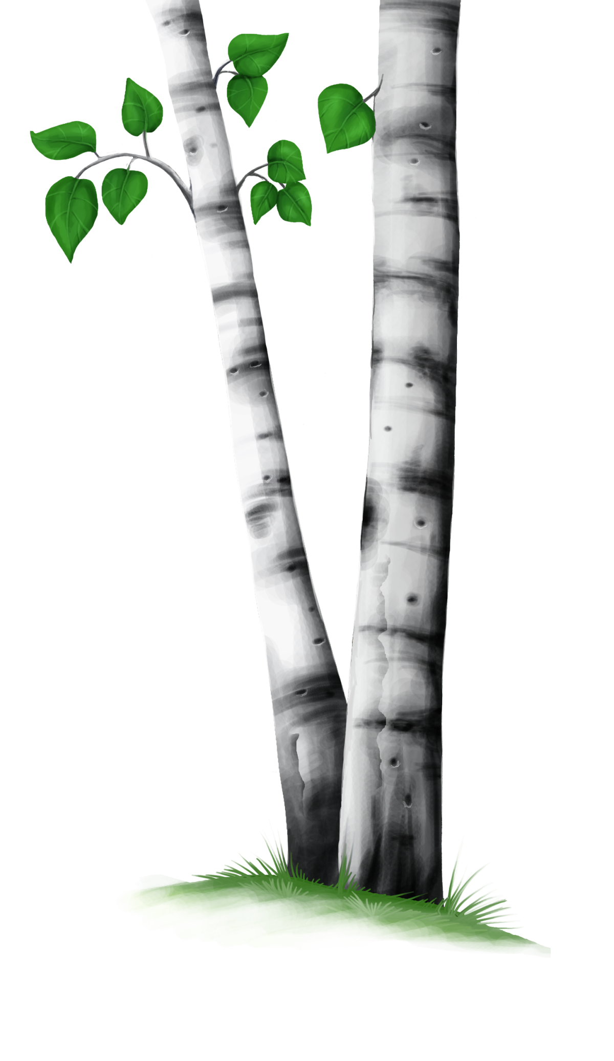 Ствол березы