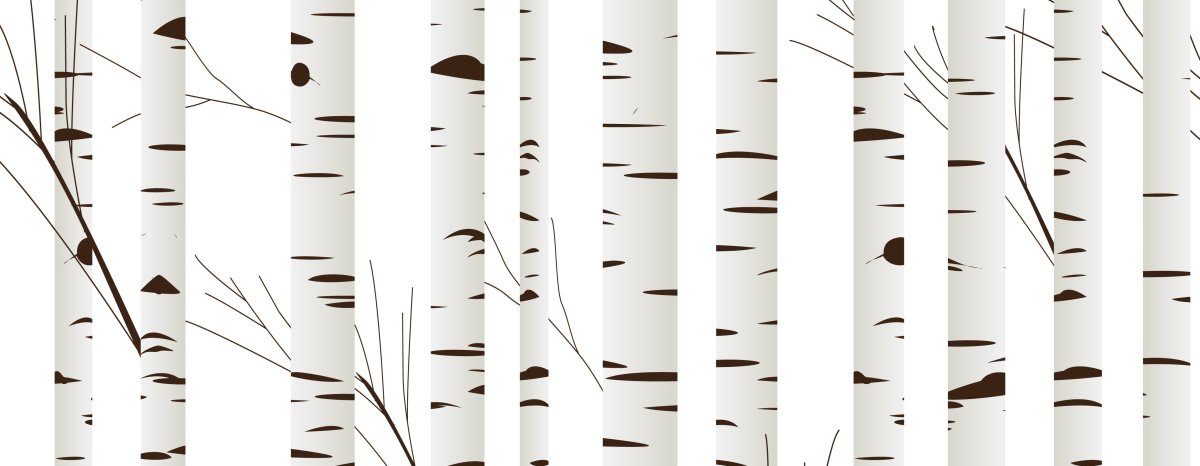 Береза рисунок