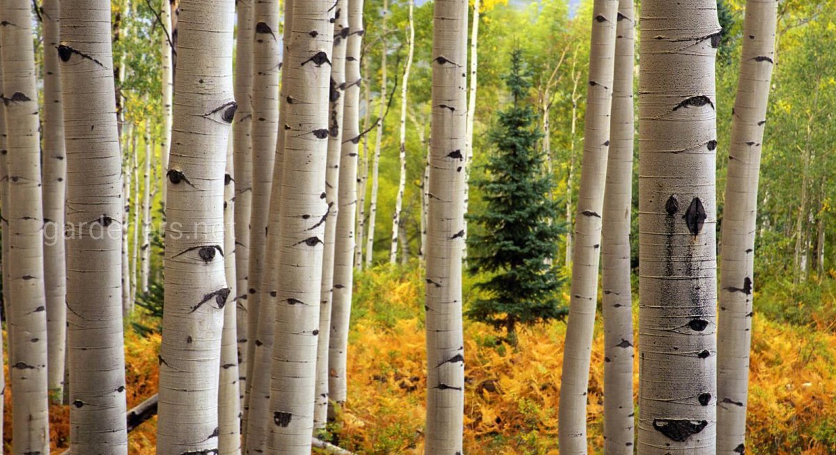 Берёза ойковская