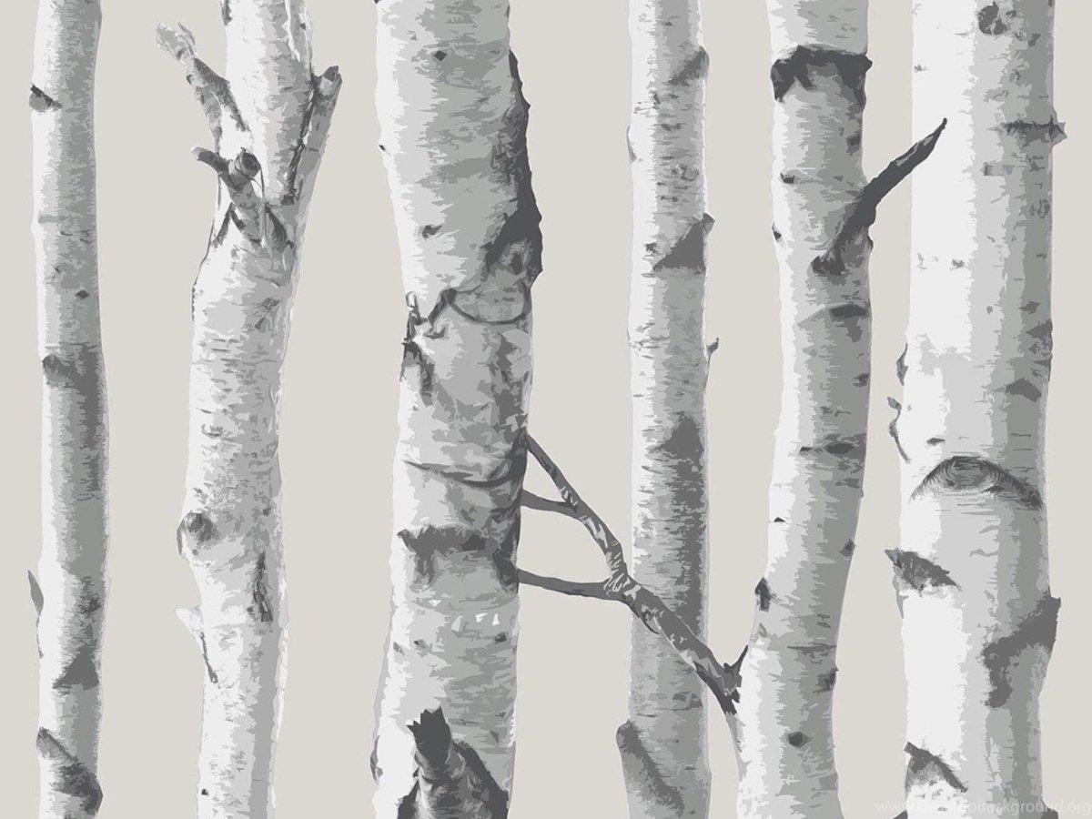 White Birch (белая береза)