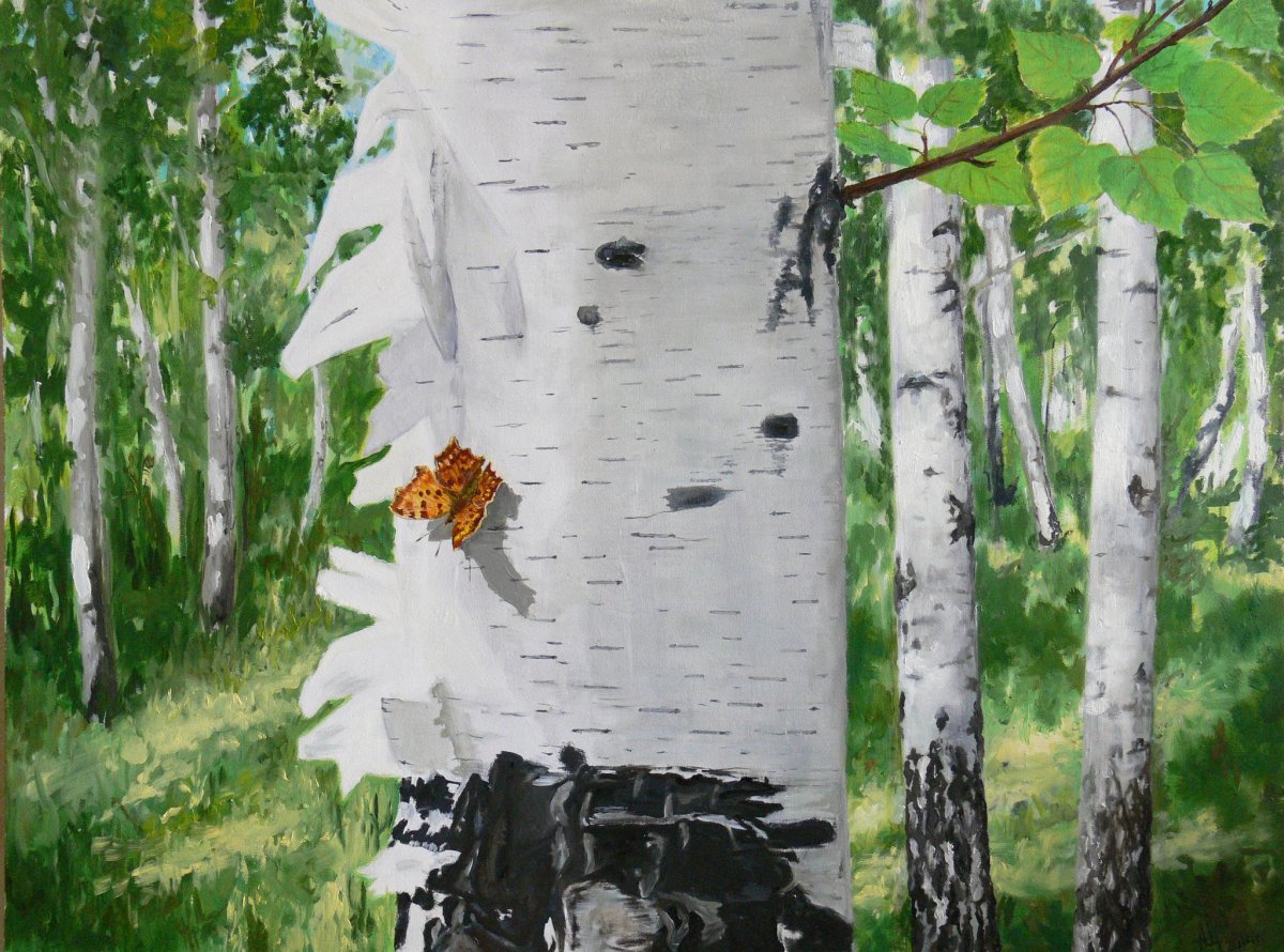 Текстура березы