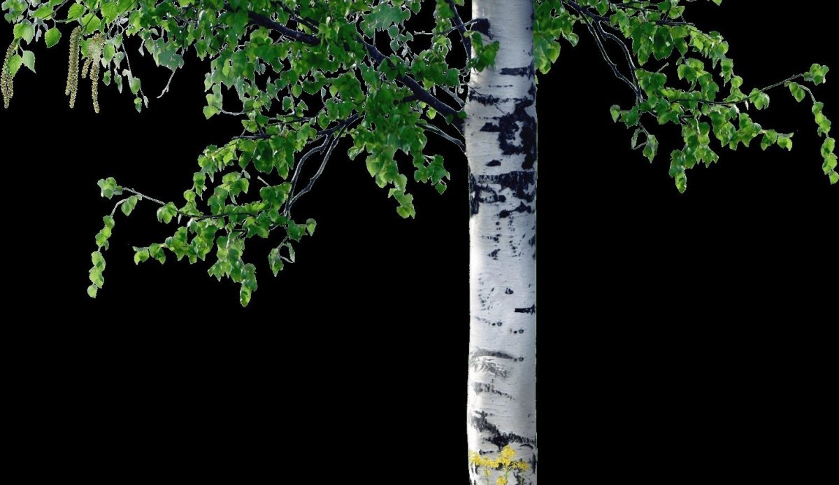 Ствол березы на прозрачном фоне