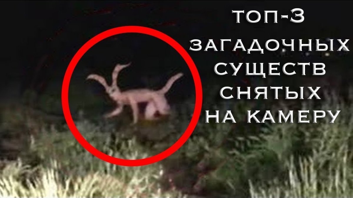 Чупакабра Гарри Поттер