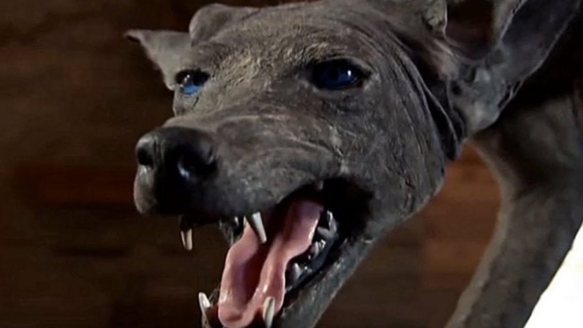 Бурый медведь без шерсти