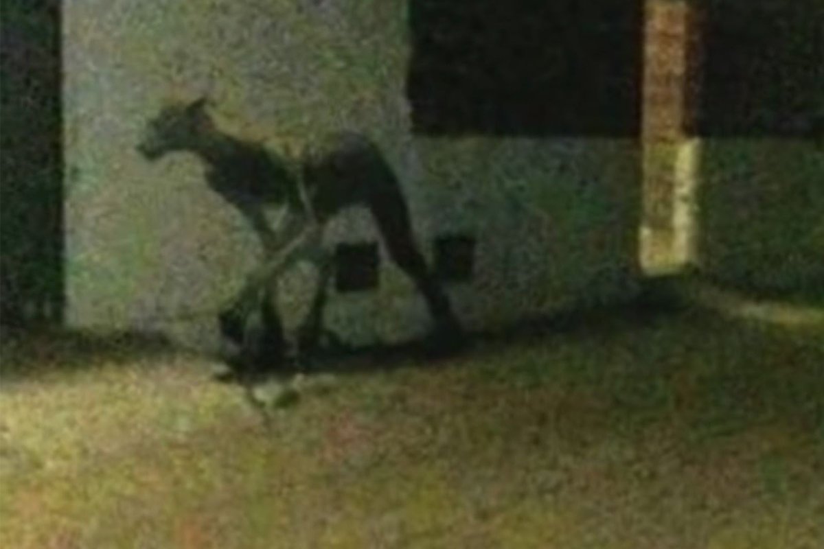 Легенда о Чупакабрах мультфильм 2016