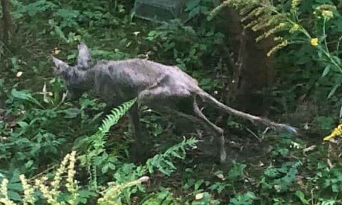 Чупакабры в реальной жизни