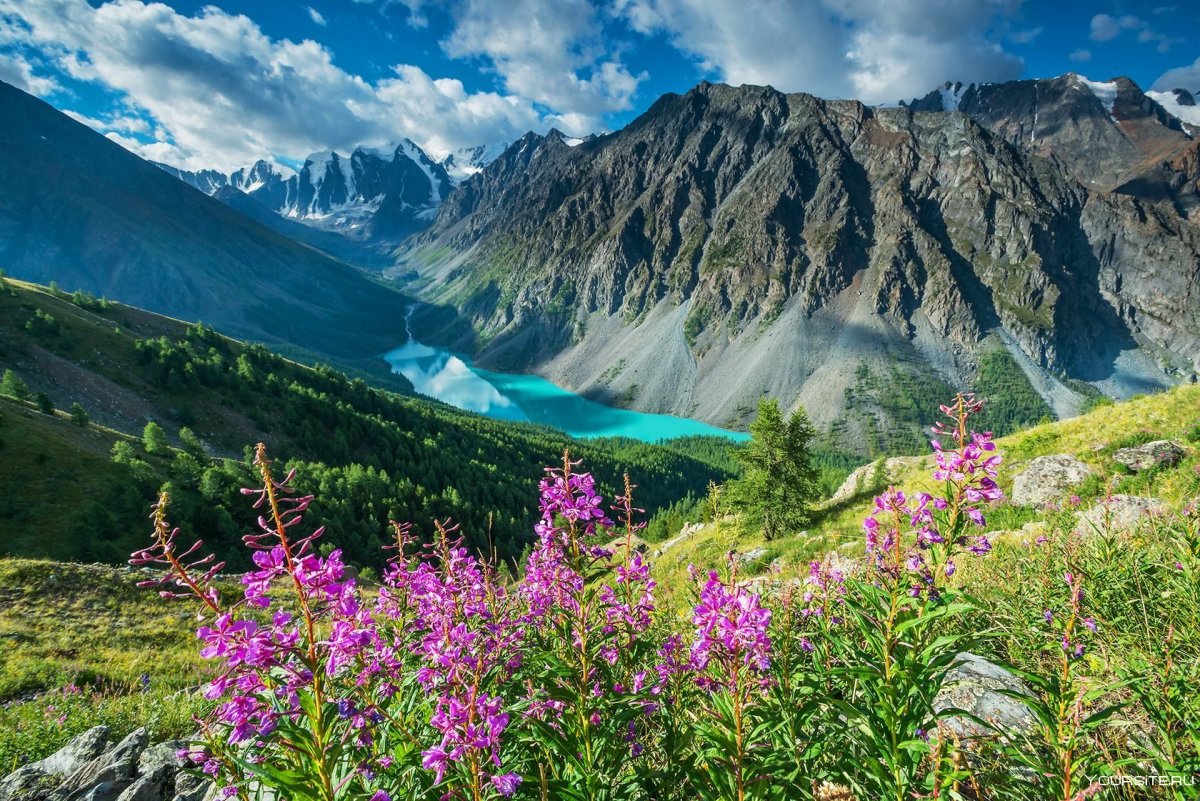 Алтая горный Алтай