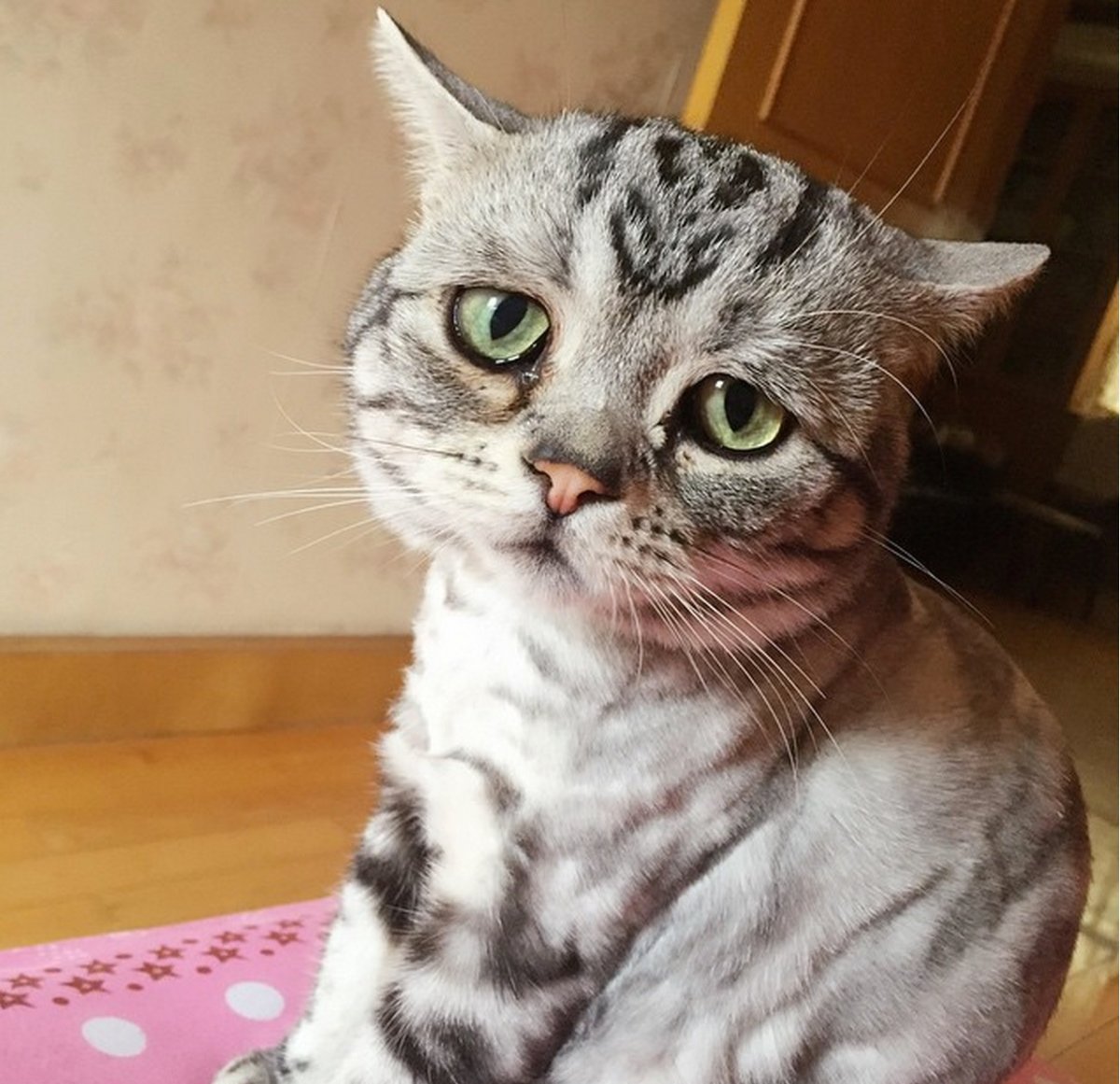 Разочарованный котик