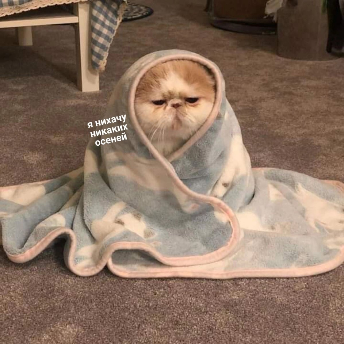 Кот в одеяле