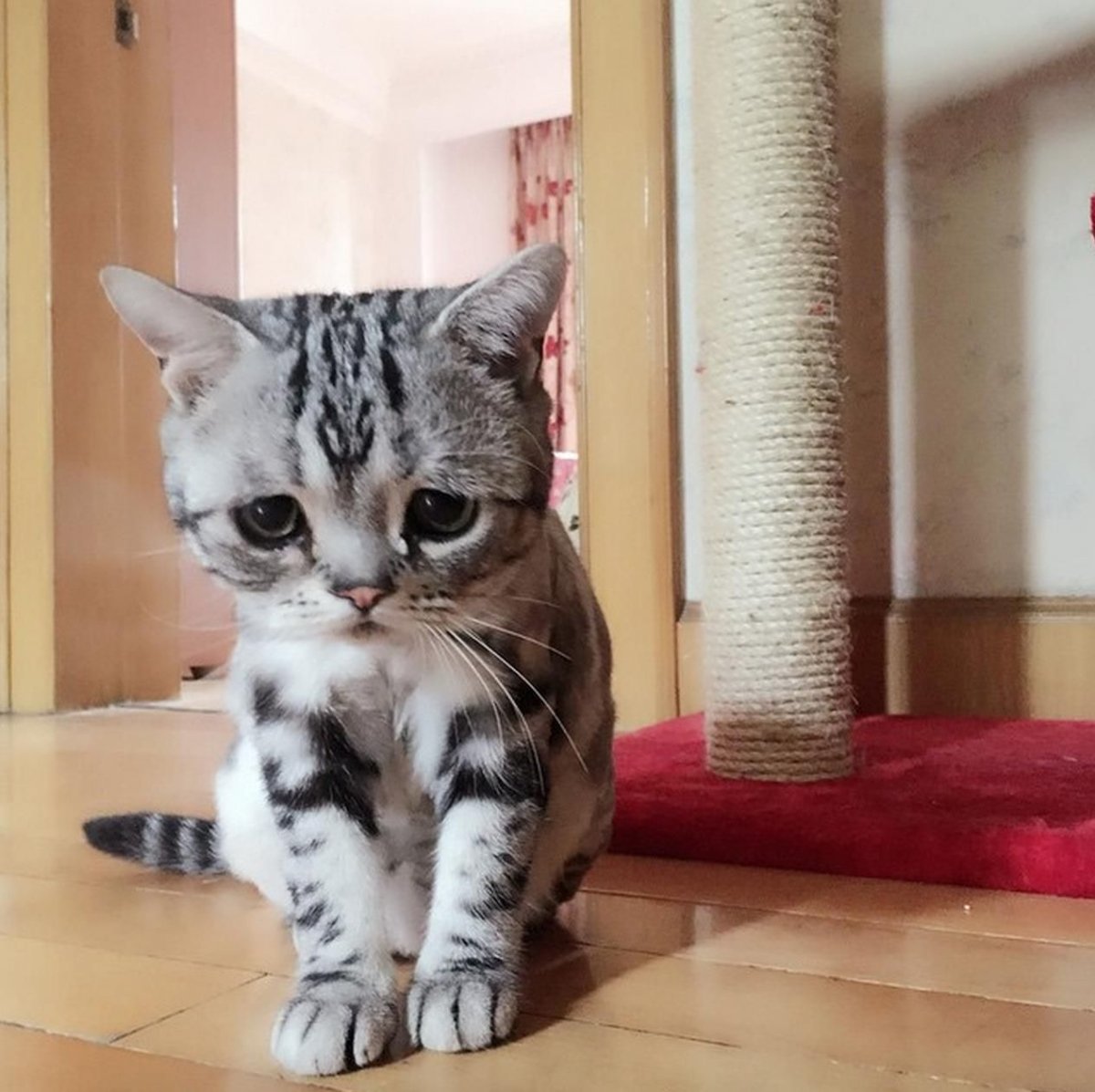 Кошки которые кажутся грустными