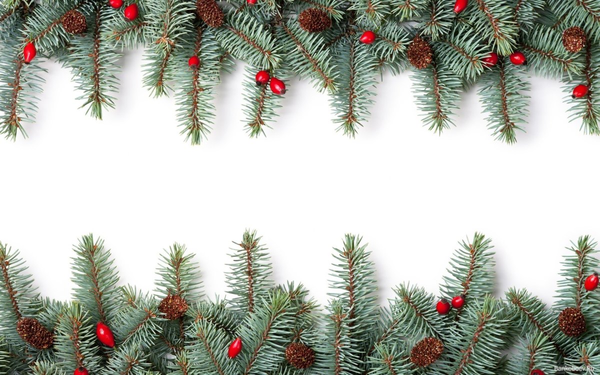 Белые еловые ветки