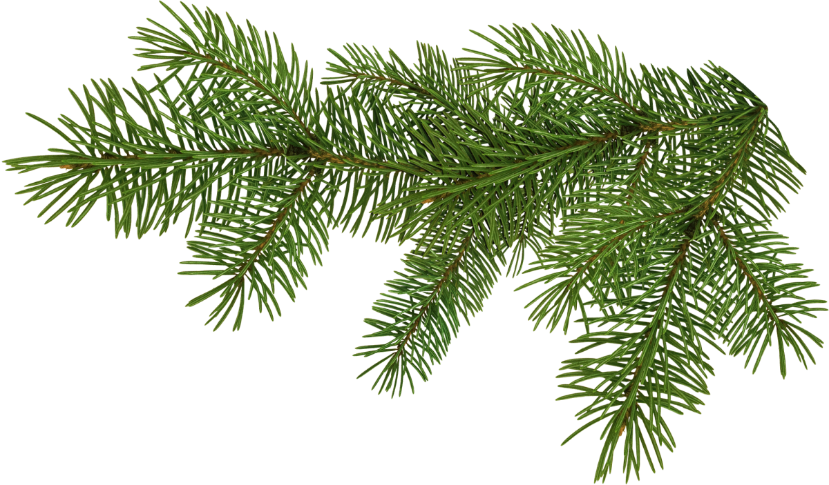 Ветка ели с игрушками