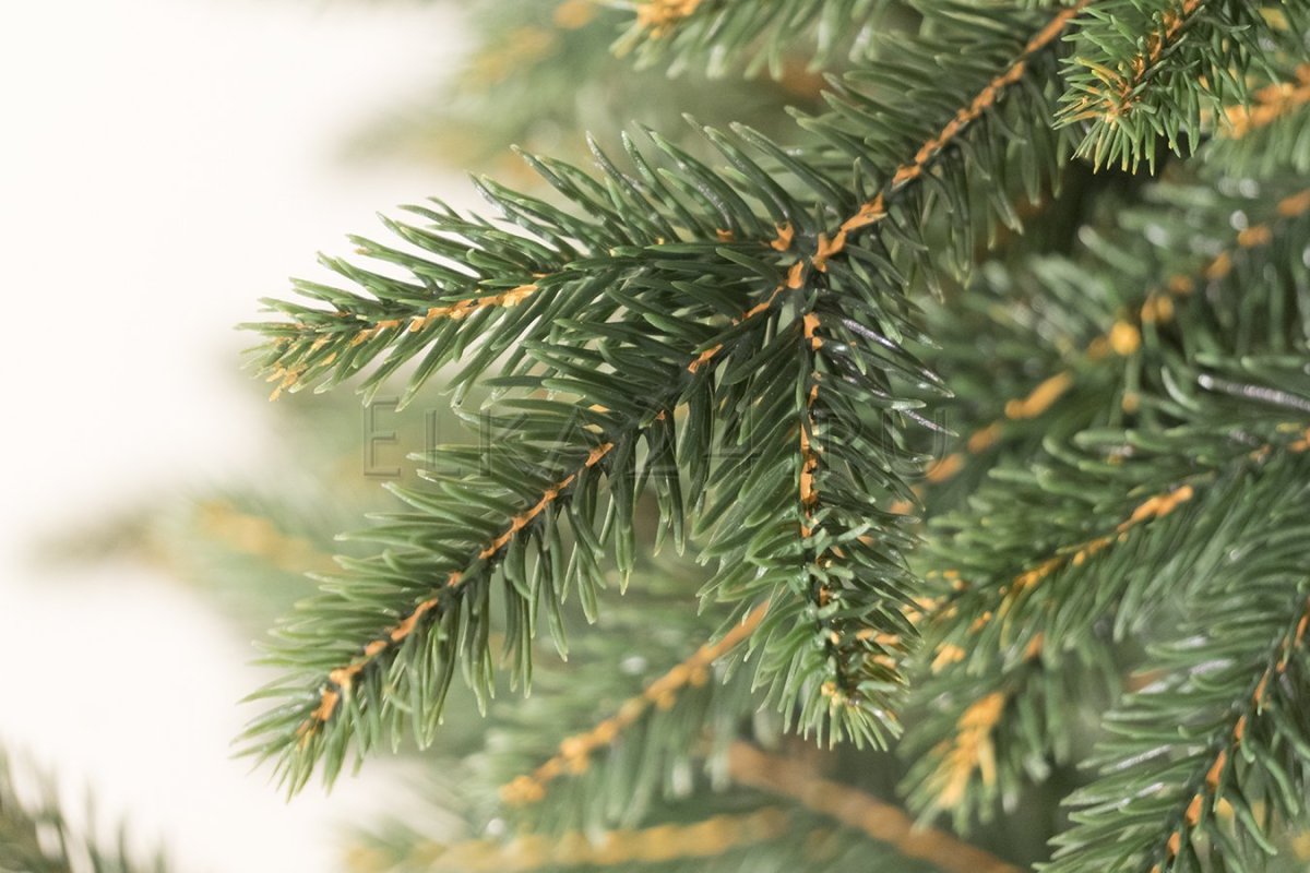 Ветка елки