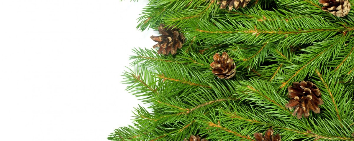 Новогодние еловые ветки