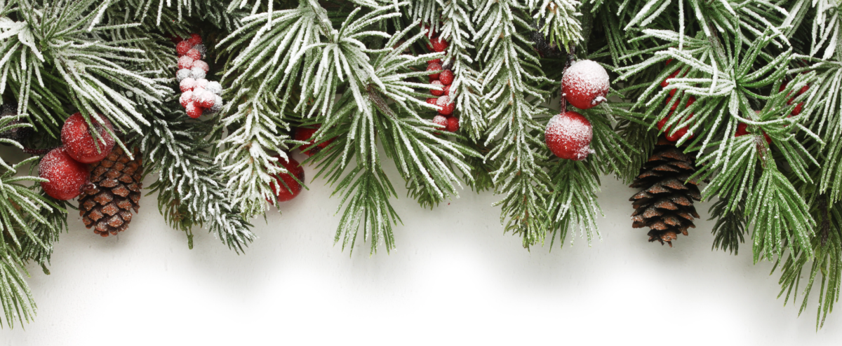 Ветка Еловая