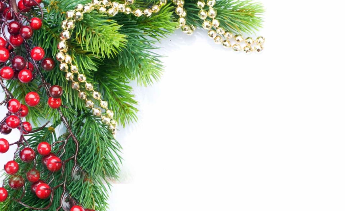 Елочная ветка на белом фоне