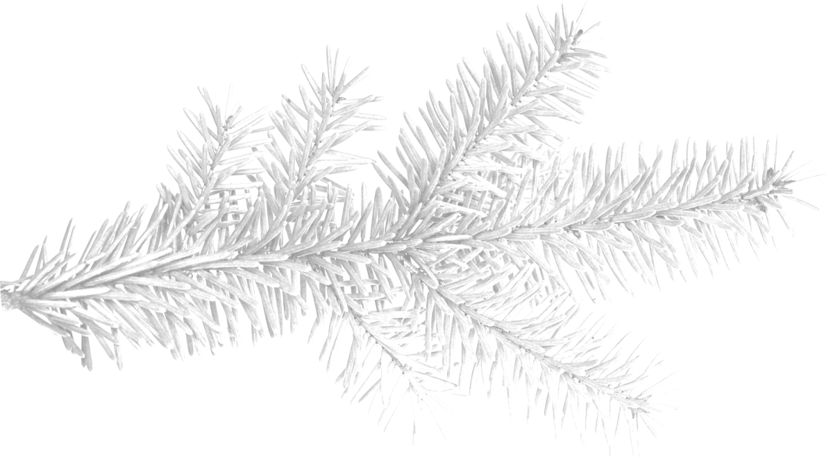 Хвойные ветки