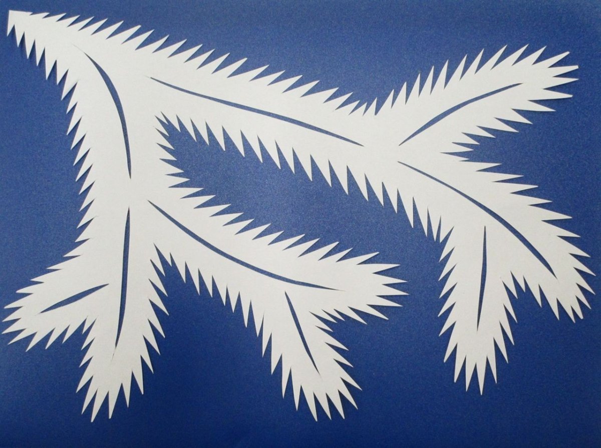 Пихта Сибирская ветка