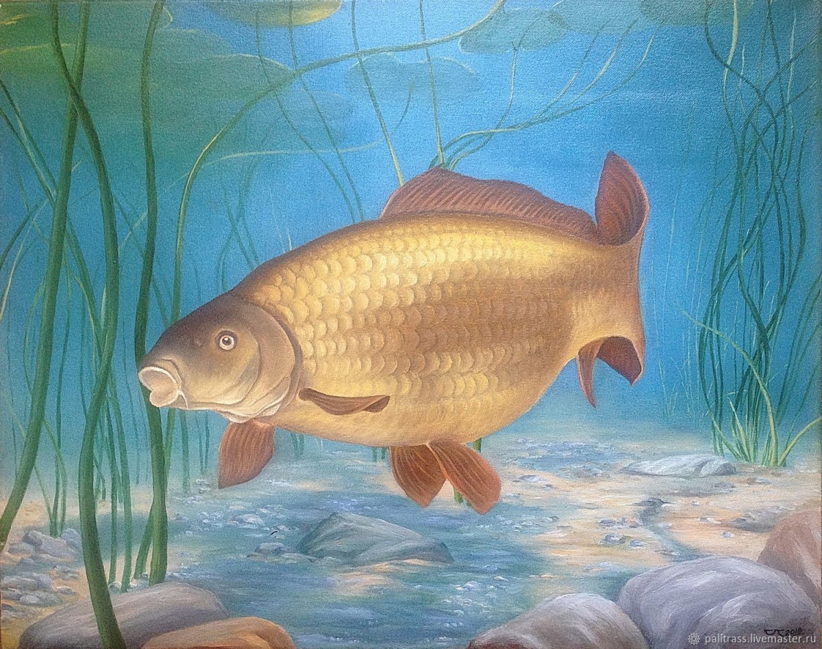 Сазан для детей