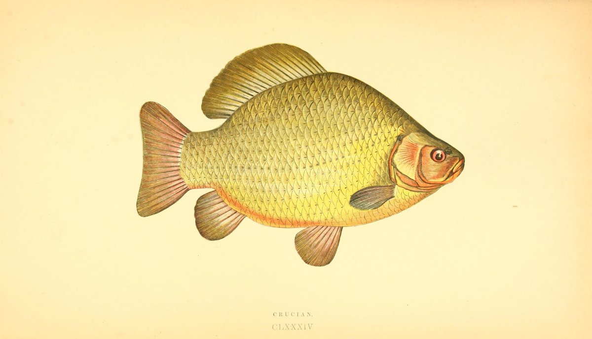 Рыба карась