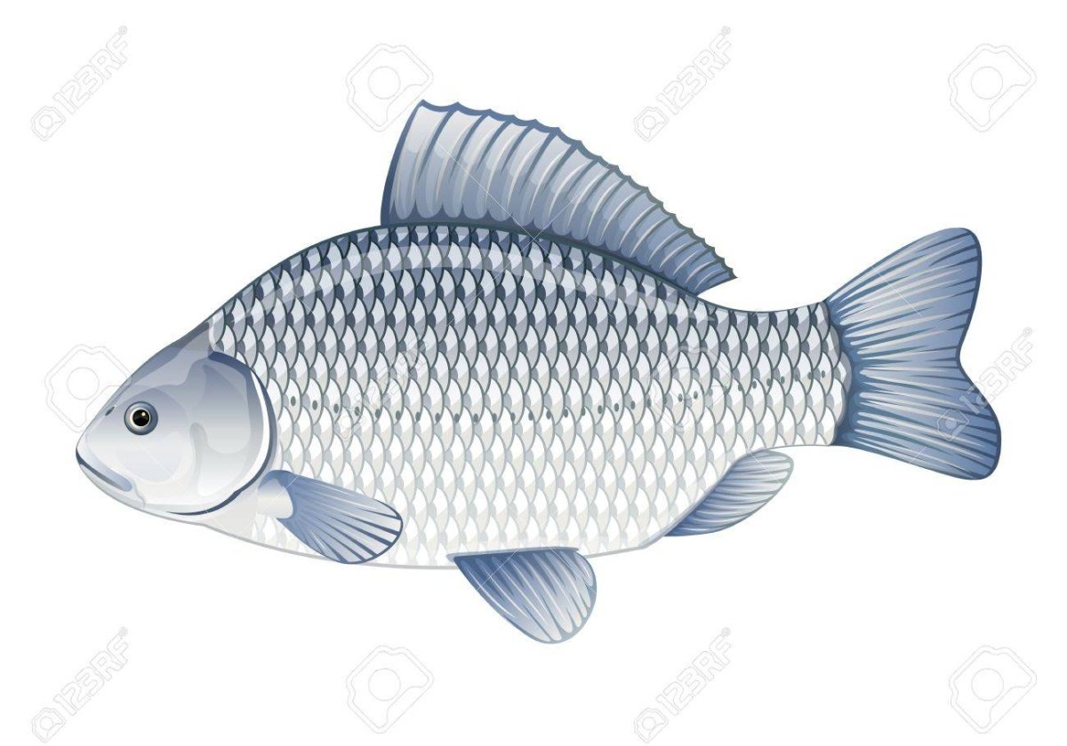 Серебряный карась