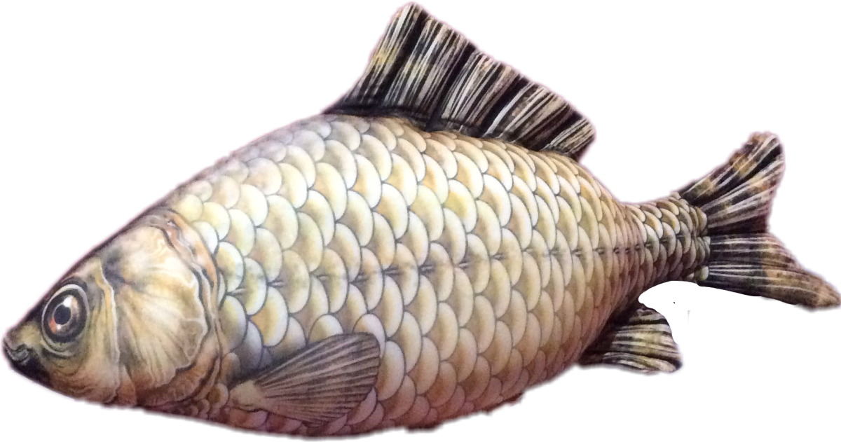 Карась на прозрачном фоне