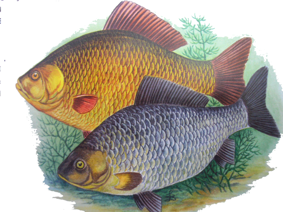 Карасик карась рыба