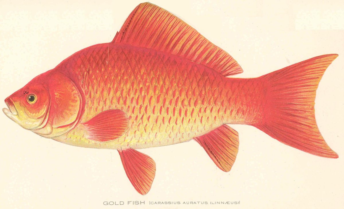 Красная тилапия