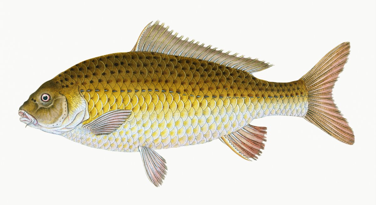 Карп Cyprinus Carpio рисунок