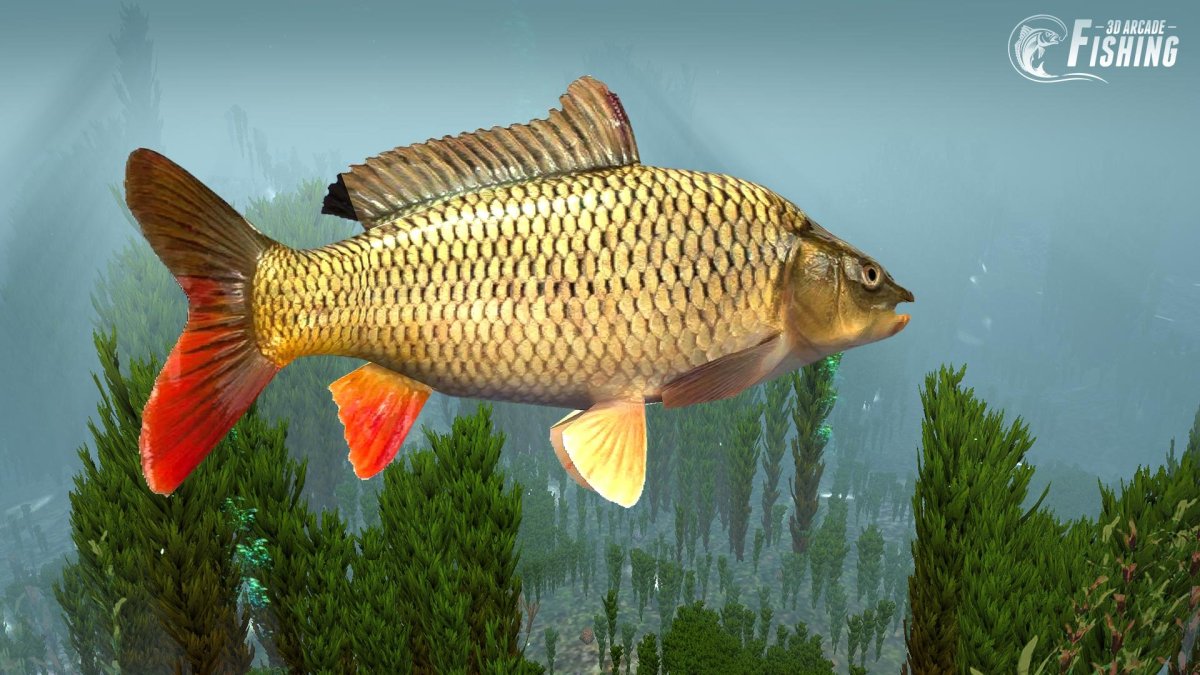 Карп обыкновенный – Cyprinus Carpio