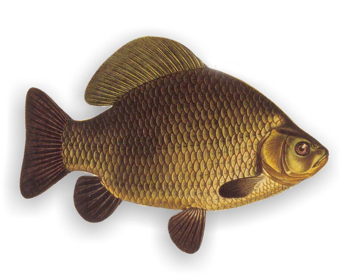 Карась золотой Carassius Carassius