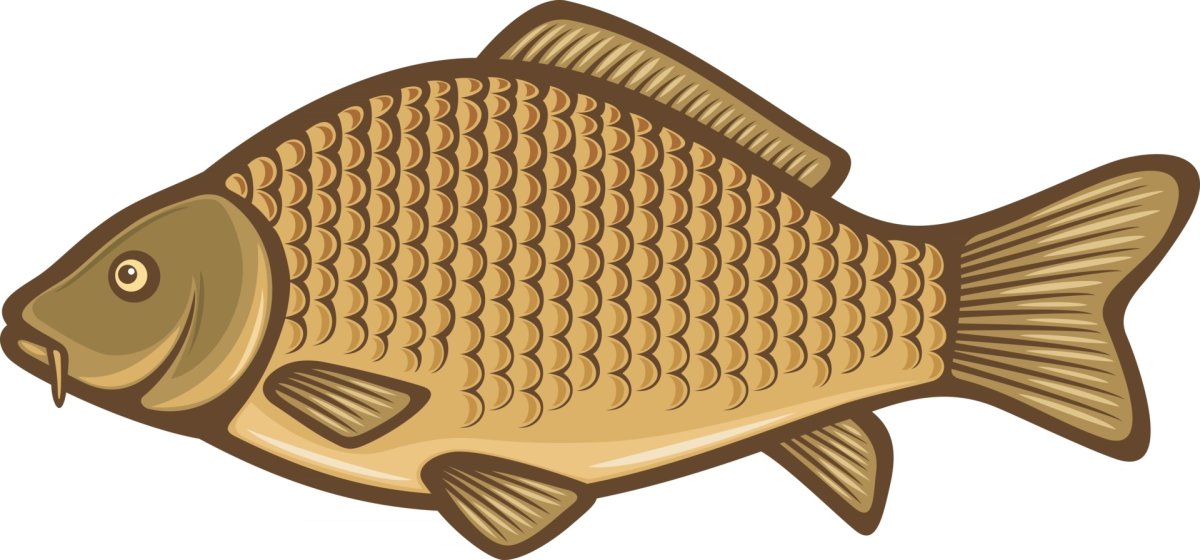 Сазан вектор