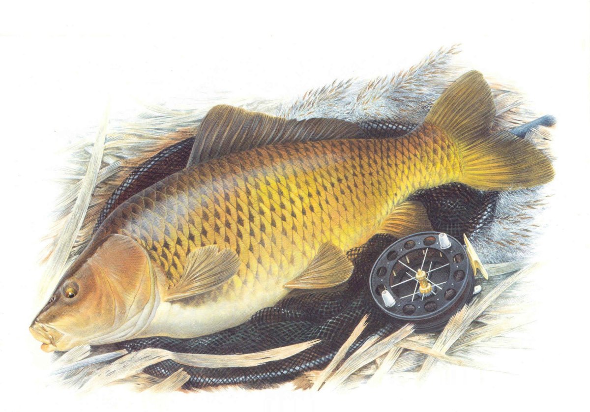 Карп на прозрачном фоне