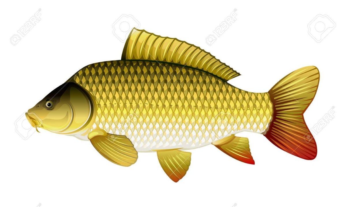Речная рыба вектор