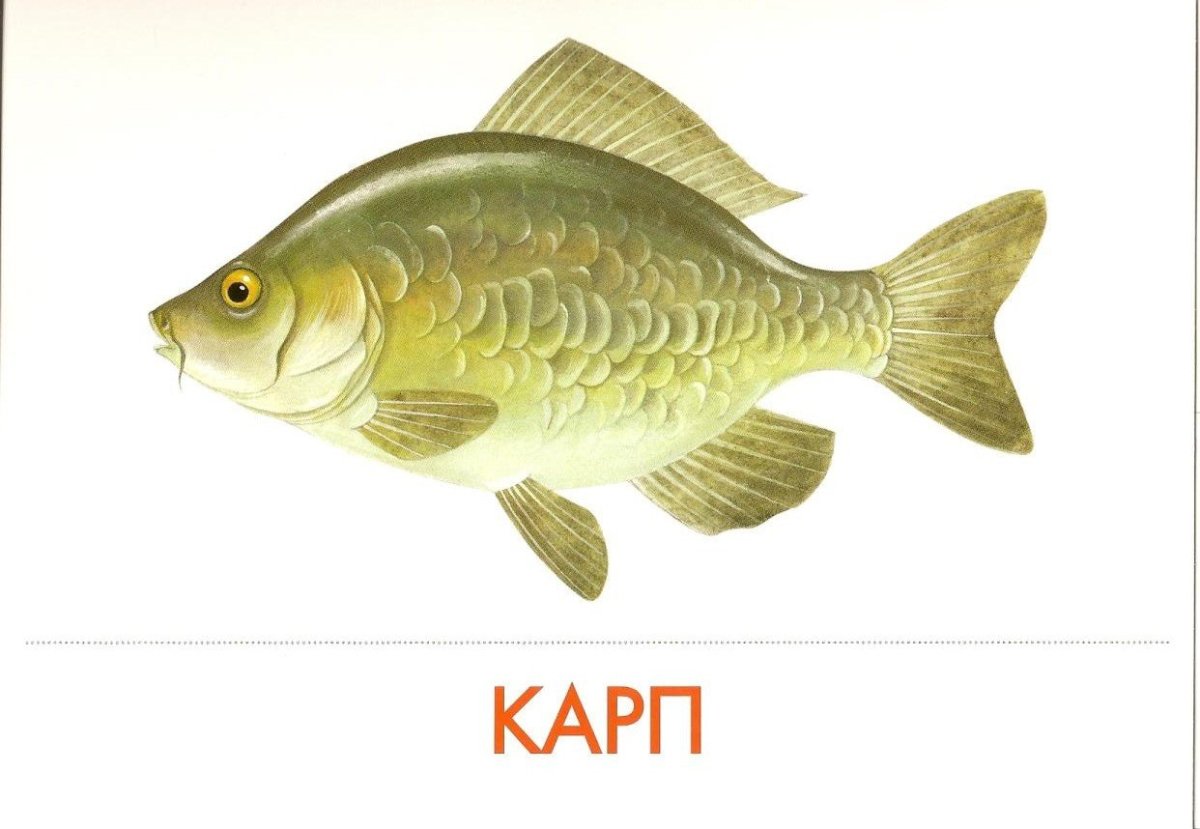 Рыбы для дошкольников