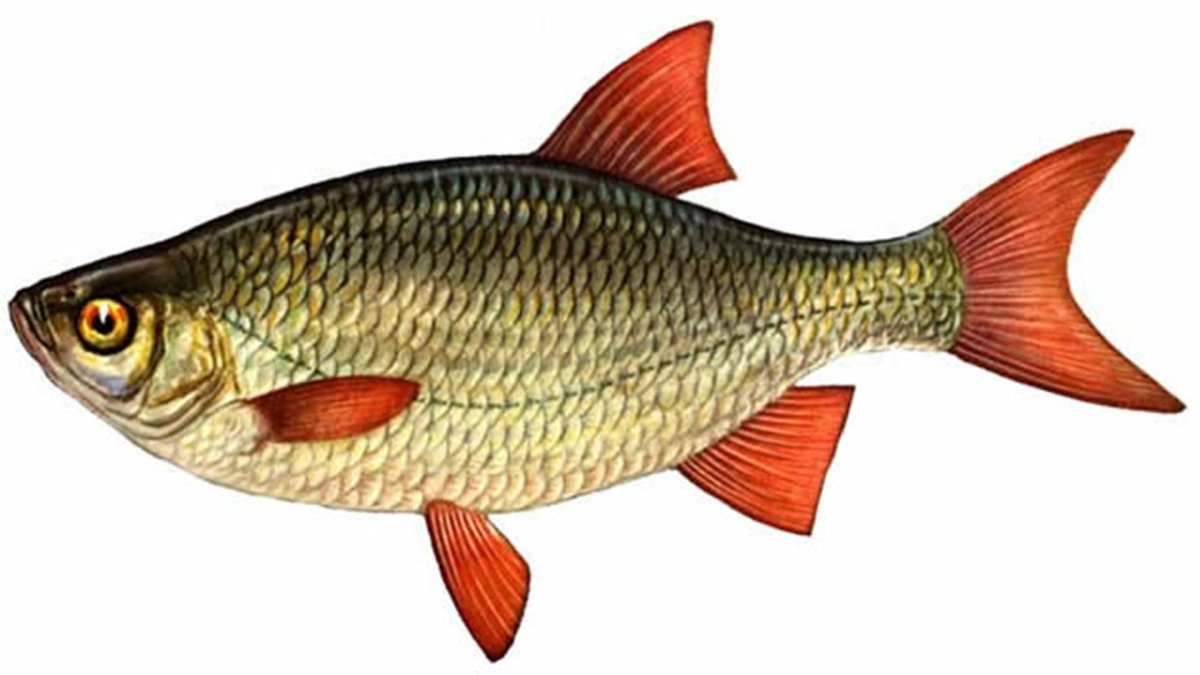 Красноперка Озерная рыба