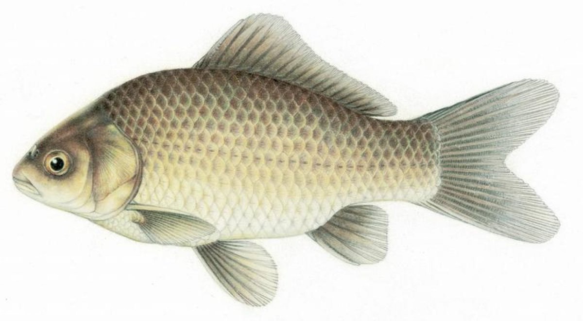 Карась без фона