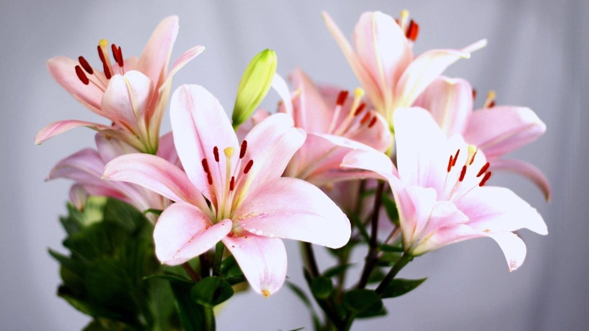 Лилия Королевская розовая