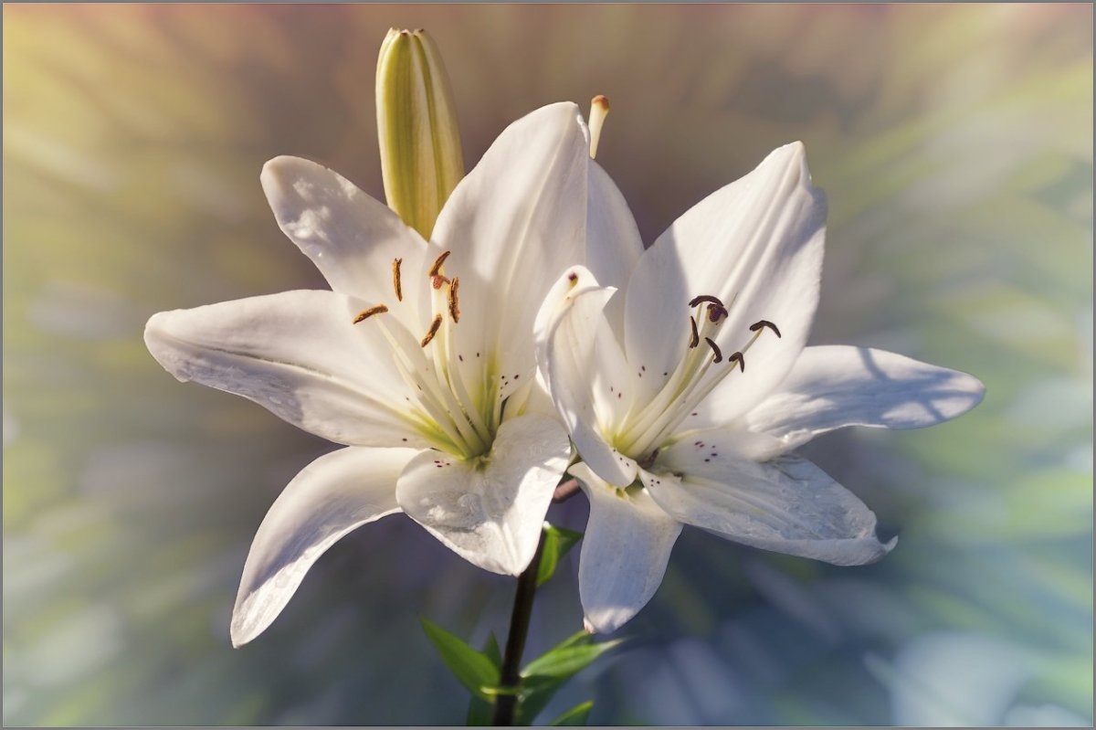 Альпийская Лилия