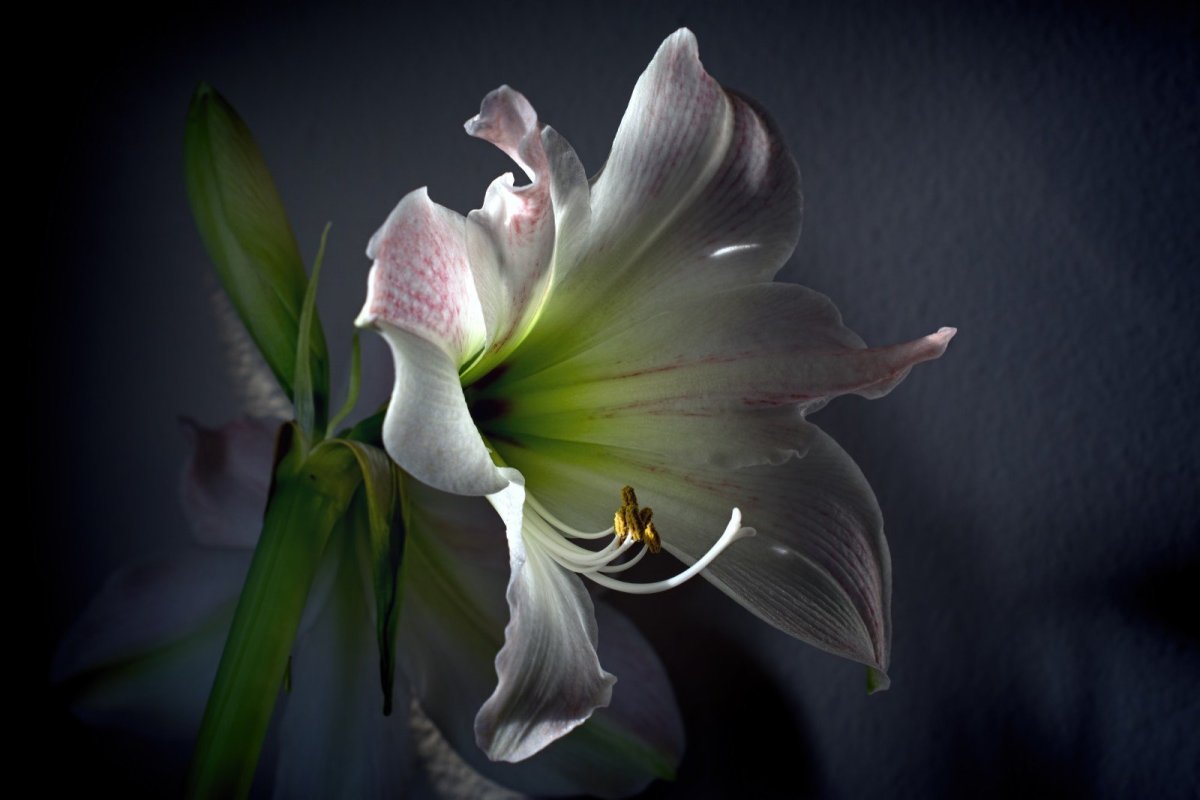 Красивые цветы лилии