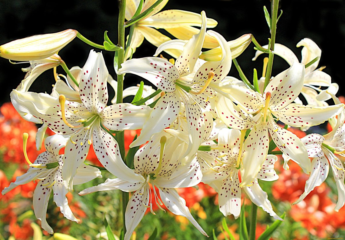 Лилия Пайтон