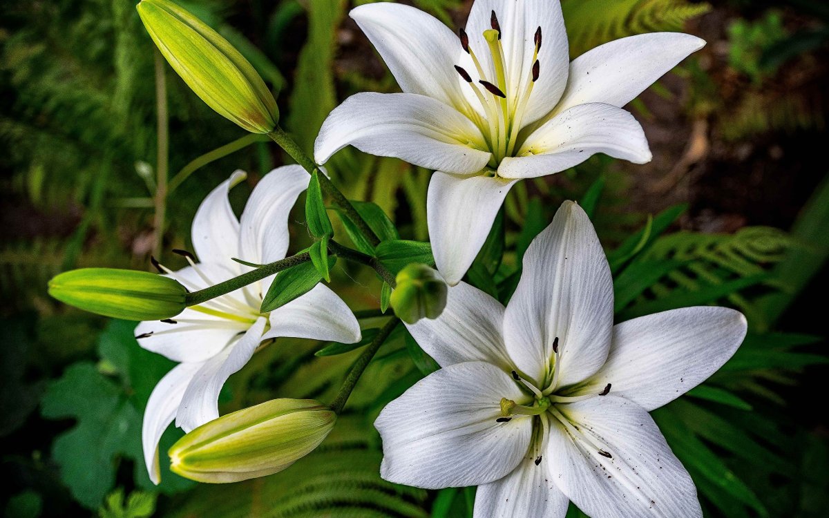 Лилия белоснежная-Lilium