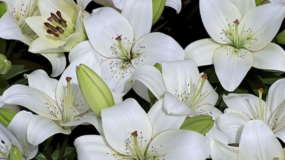 Лилия Bright Brilliant