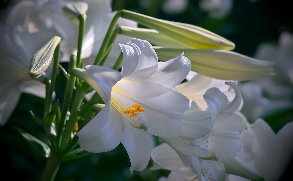 Белая Лилия цветок Богородицы